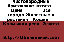 чистопородные британские котята › Цена ­ 10 000 - Все города Животные и растения » Кошки   . Калмыкия респ.,Элиста г.